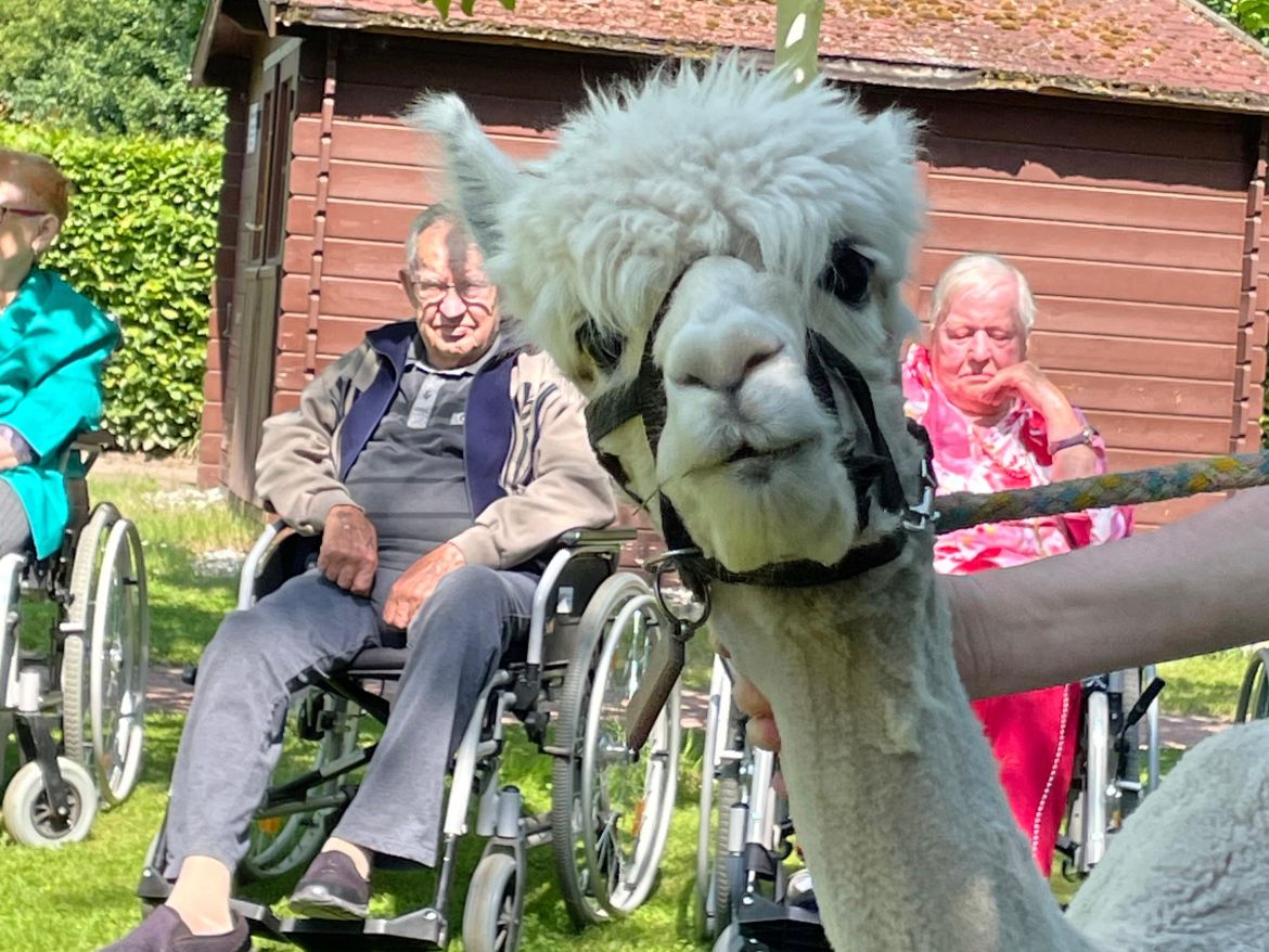 Ohne spucken! Die Alpakas in unserem Seniorenheim in Böhlen