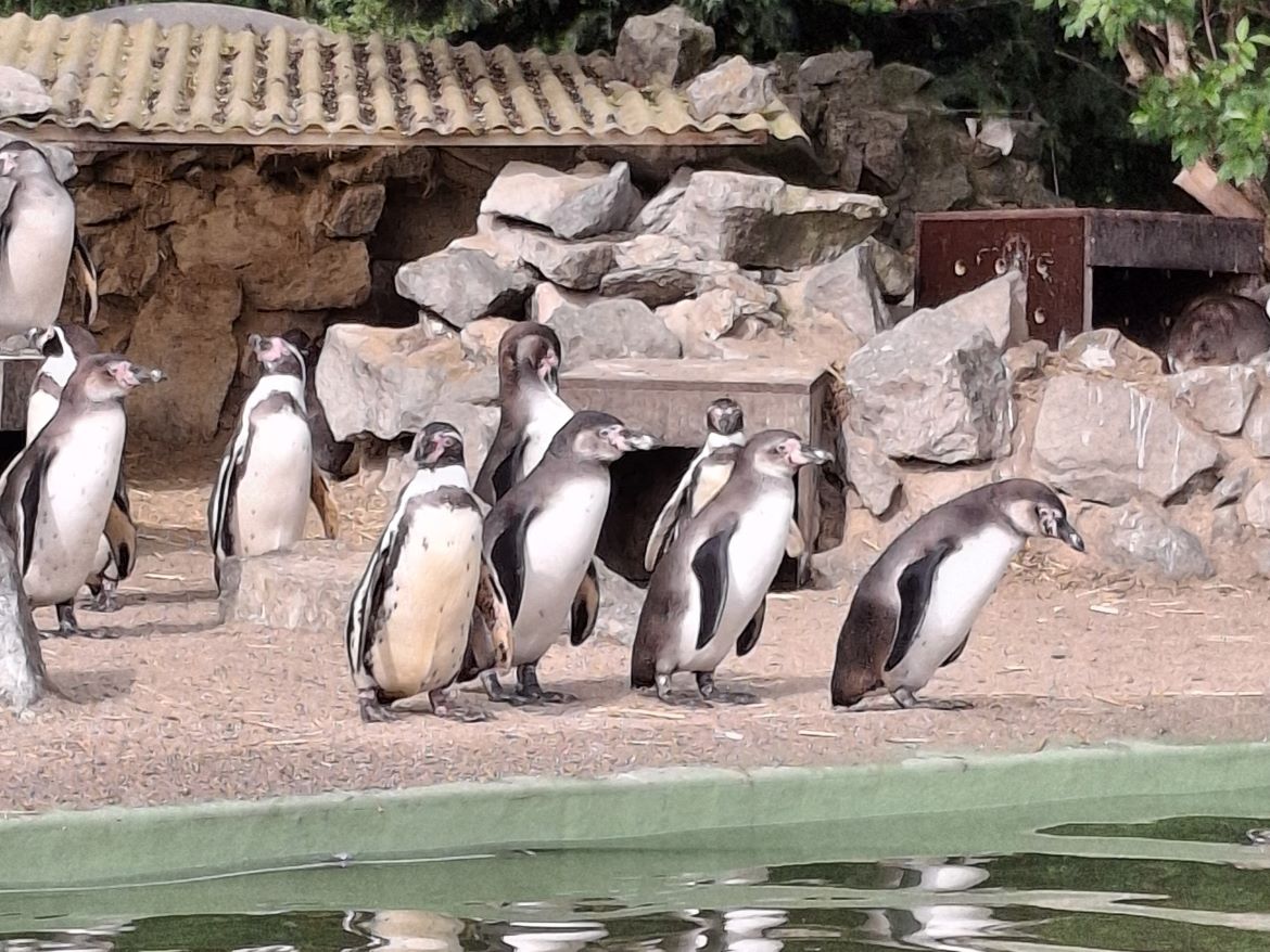 Pinguine 1.jpg